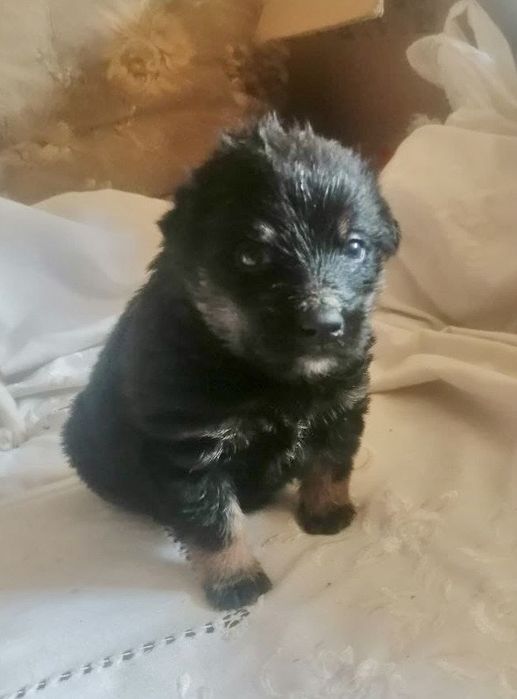 Отдам щенков 1 мес.