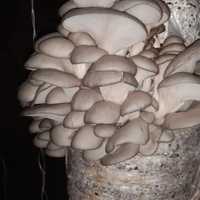 Семена грибов вешинка