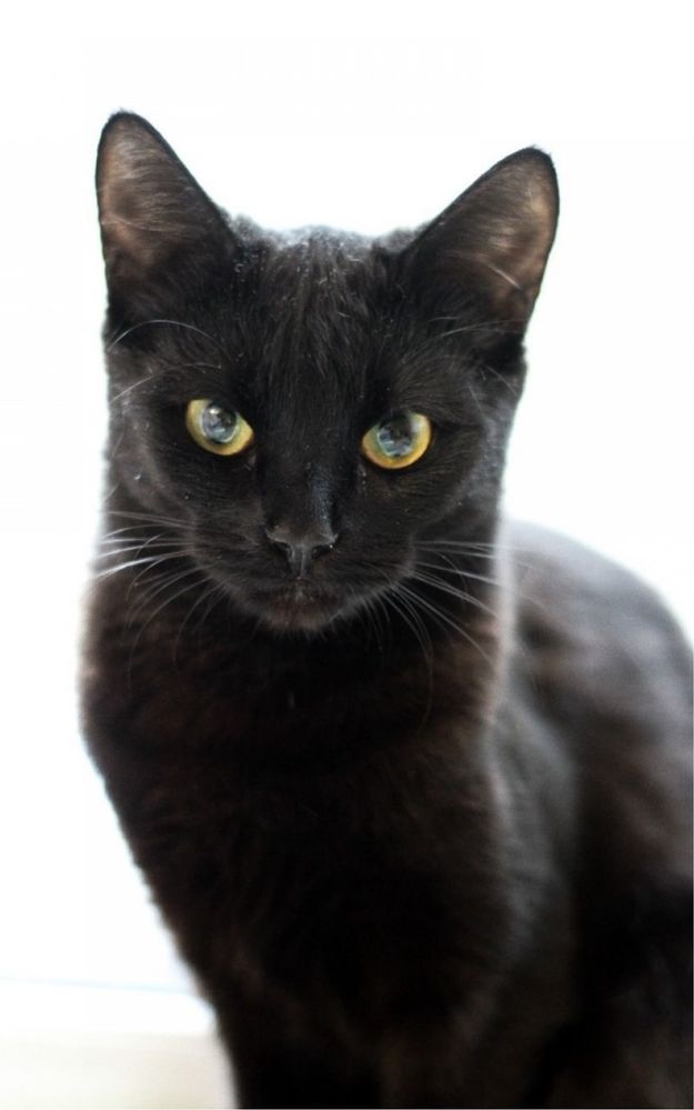 Котенок кошка кот