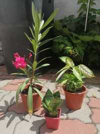 Plante decorative sansevieria/leandru