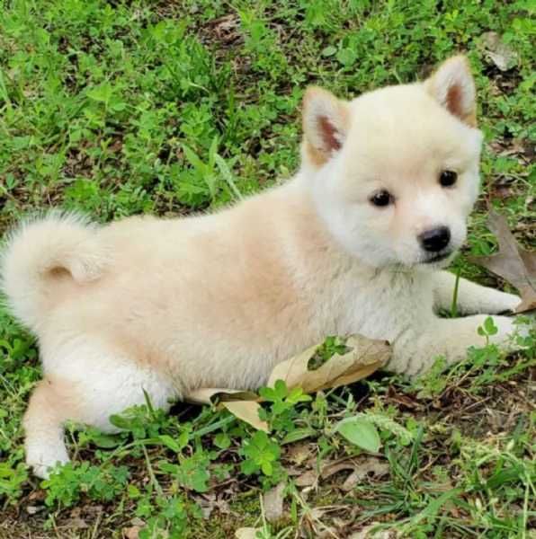 Shiba Inu de vanzare cu livrare si teste la zi