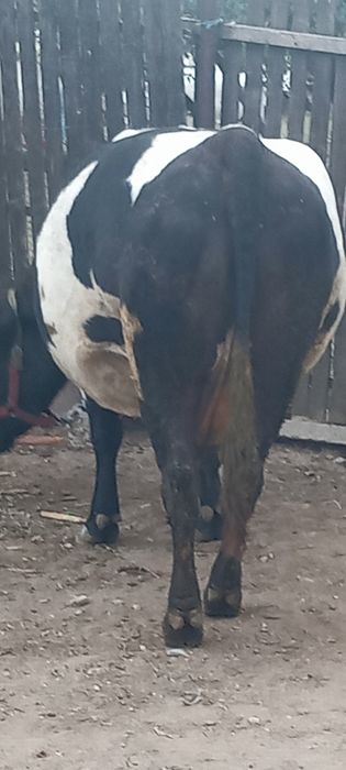 De vânzare vaca gestanta