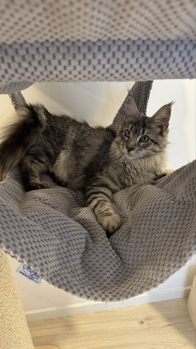 Femela Maine Coon black tabby