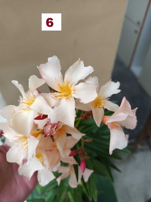 Зокуми,Олеандри,Лян