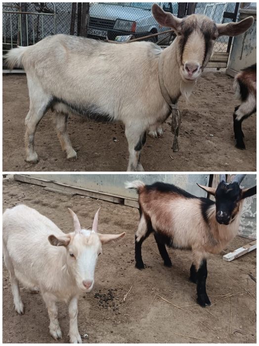 сутти ешки  сатылады биге