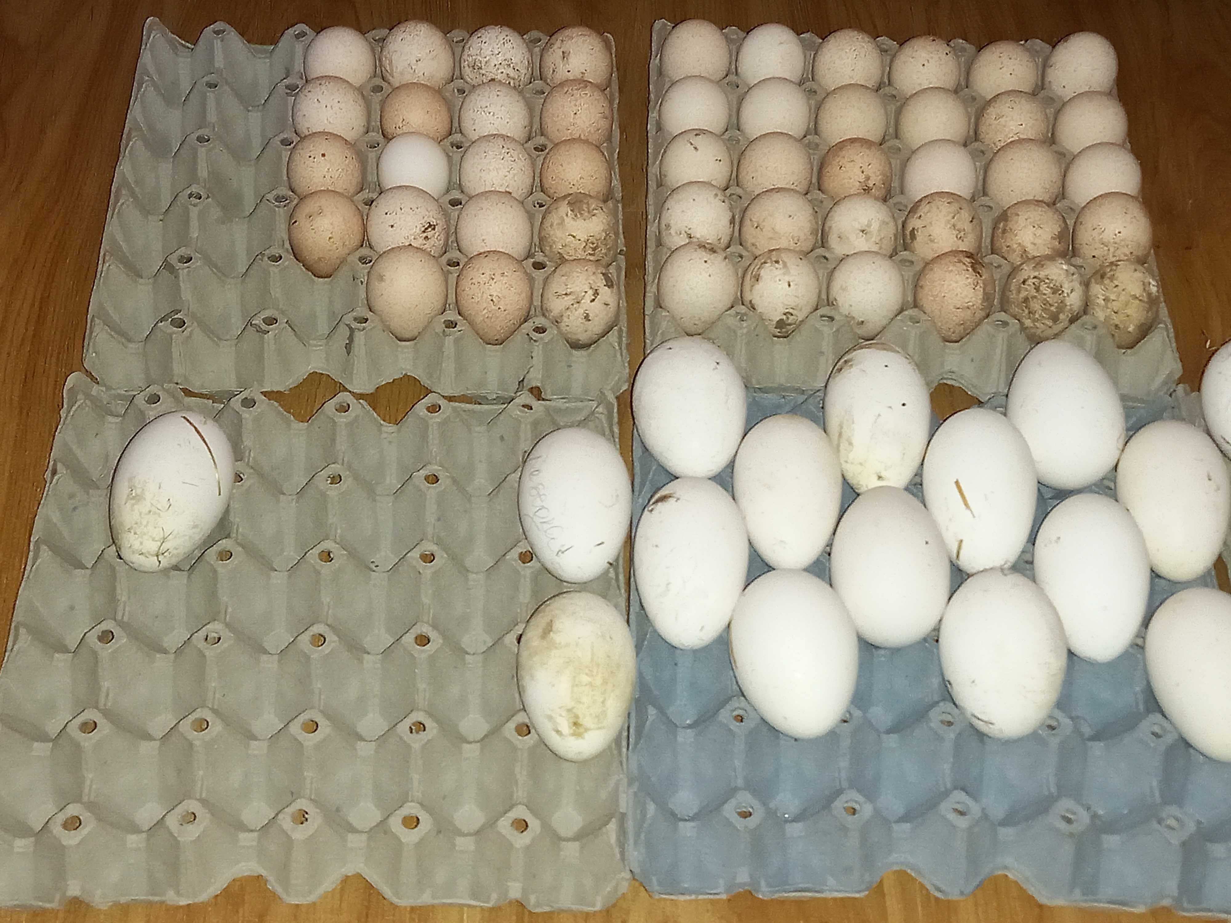 Продавам  разплодни пуешки яйца,малки пуйчета,пуйки и пуяци