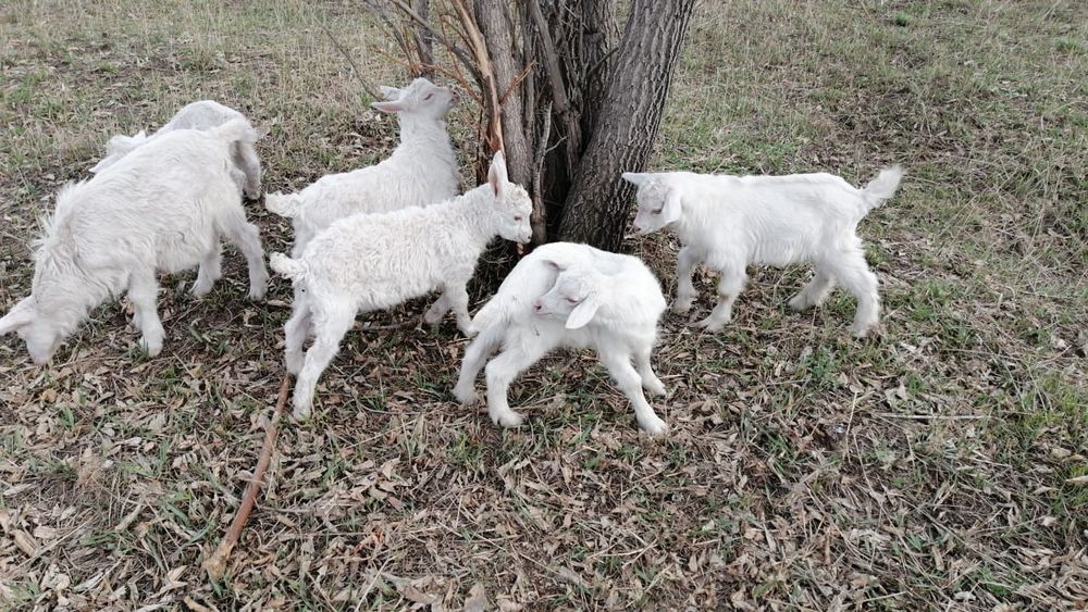 Продам мелкий рогатый скот