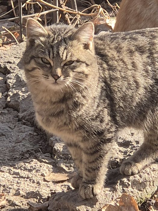 Котёнок мальчик .