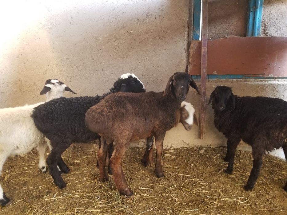 4 5 oylik ekiz barachalar 5ta xamasi quchqor