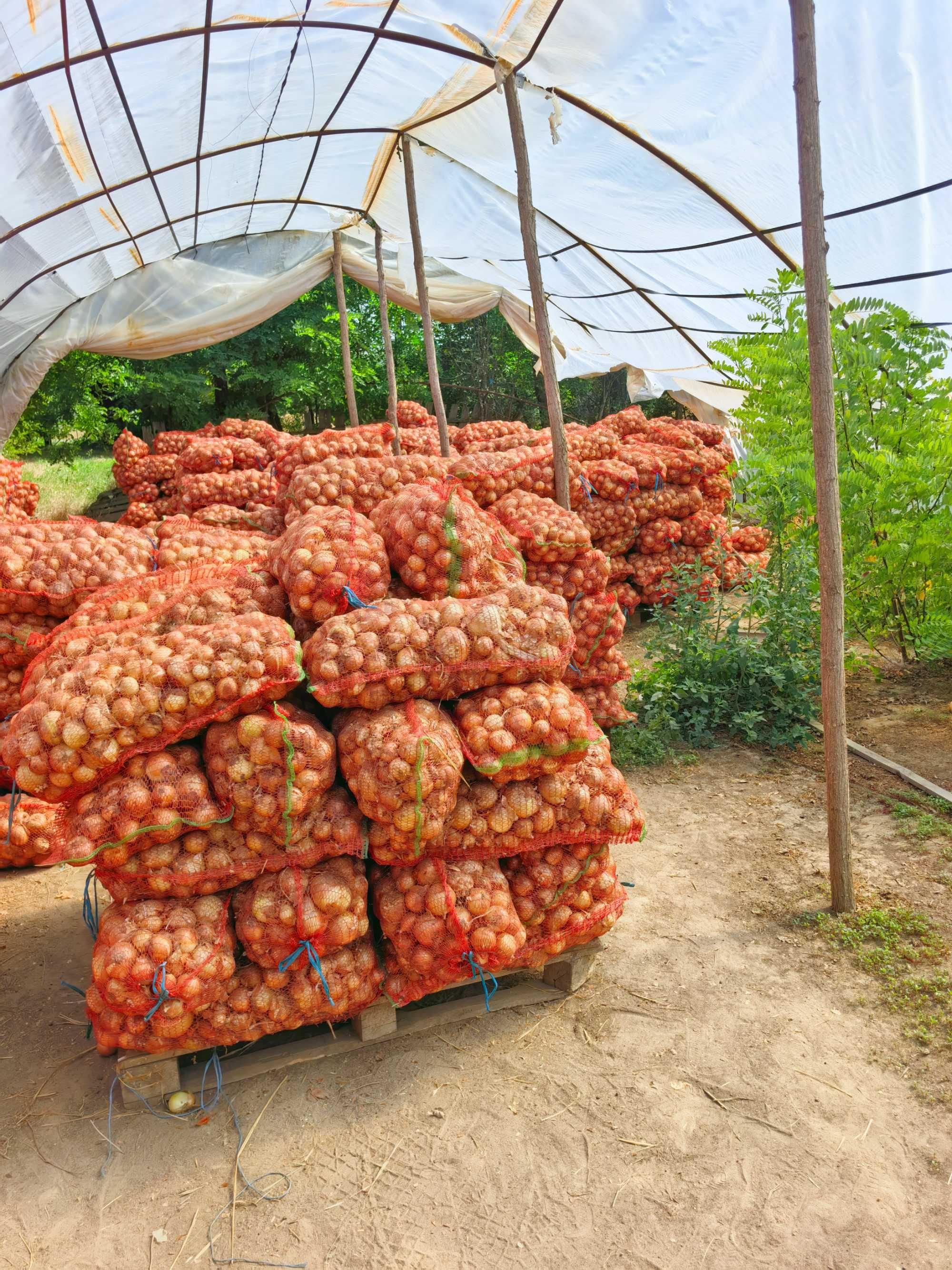 Ceapă Recolta 2025 calitatea întâi