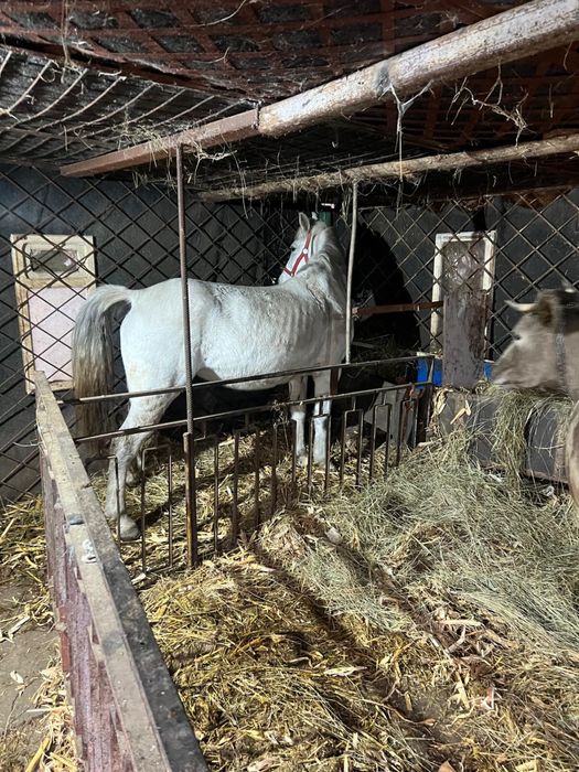 Vand iapa,cuminte,blanda