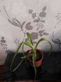 Индийский лук "(птицемлечника хвостатого) лечебное/комнатное растение.