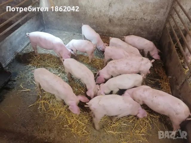 малки прасетаоколо 27 кг