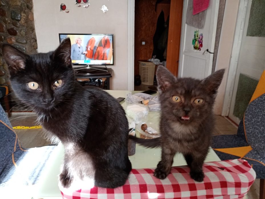 Отдам в добрые ручки. Милые кошечки. Стерилизация за мой счёт.