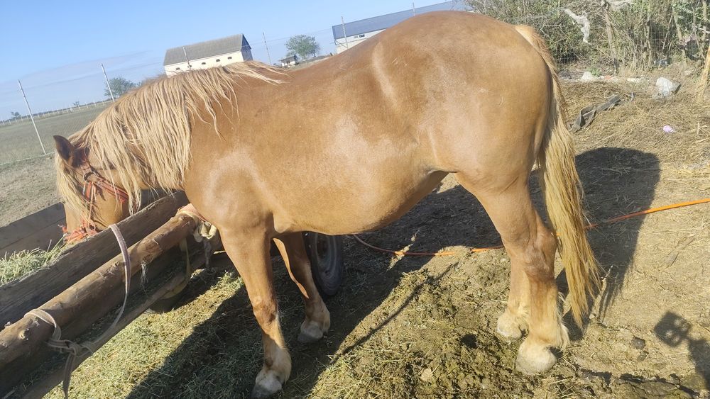 Iapa 5ani buna de Ham