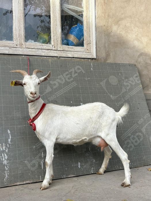 Таза занен сауынды ешкі 1,5-2 л сүті бар сауылып тұр ешкы ешкі коза ко