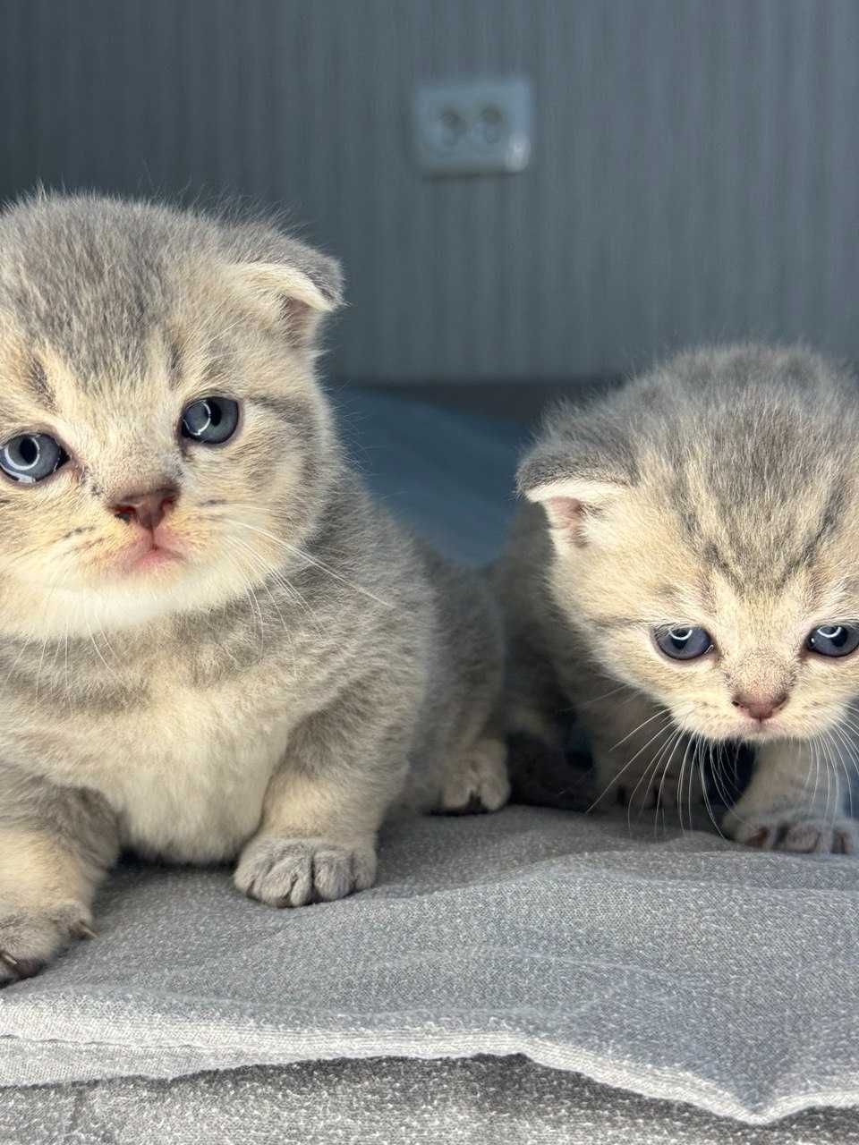 Котята скоттиш фолд