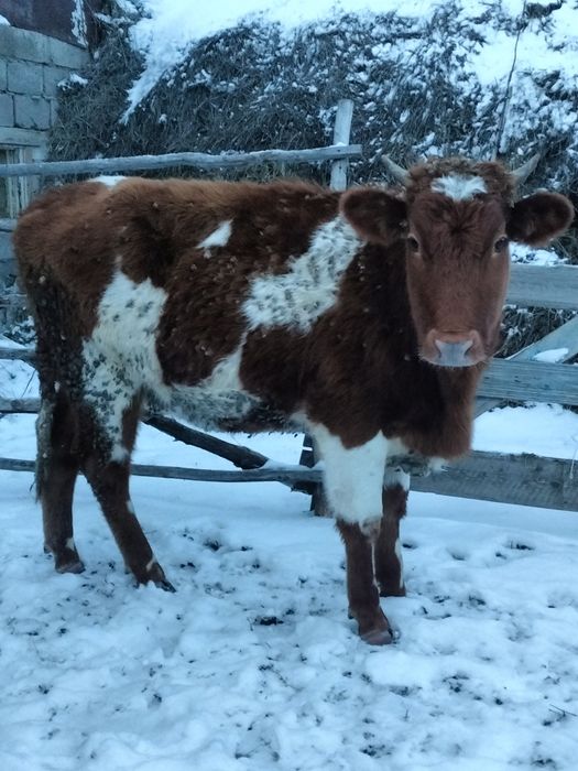 Продам телку . 1.8 лет.