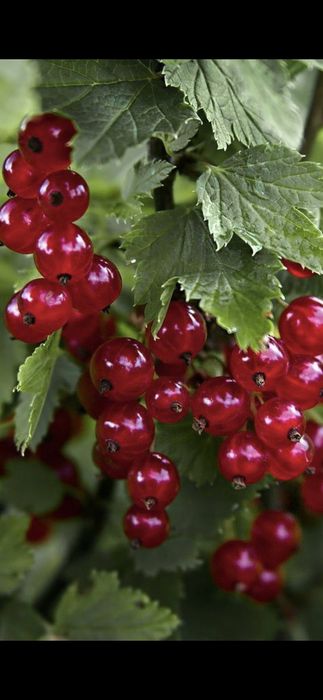 Gutui.Cais.Cires.Prun.Alun.Nuc.Tei.Migdal.Stejar.Castan.Paulownia.