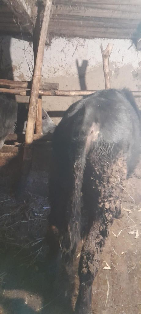 Vițel angus ciut