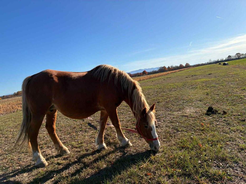 Vand doua iepe Blonde