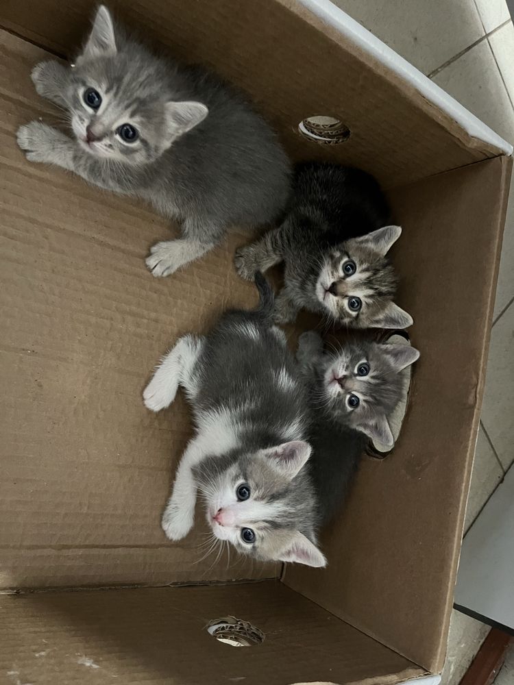 Срочно раздаем котят