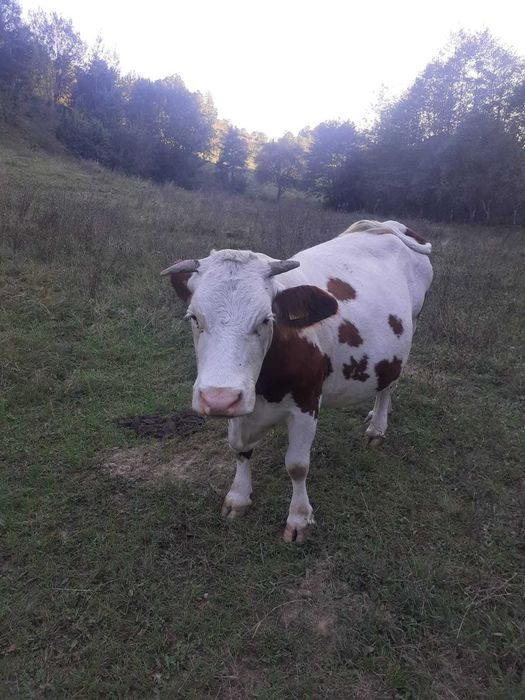 Vand vaca gestantă