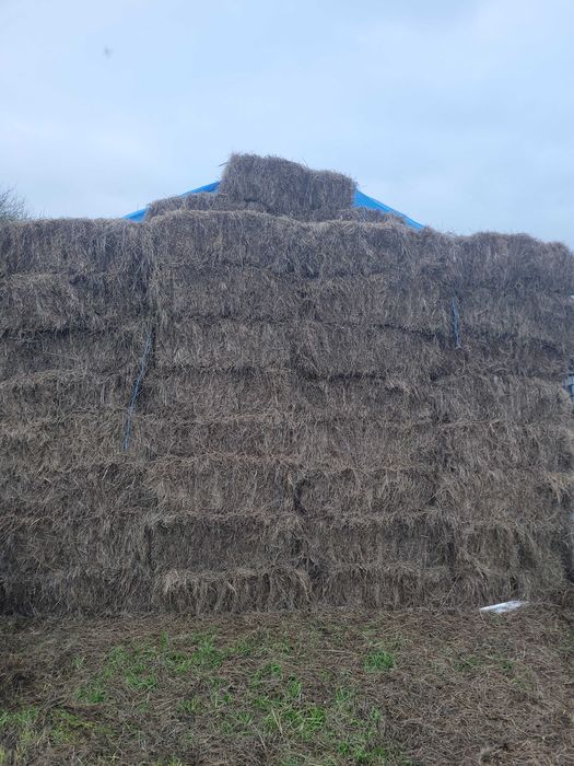 vand balot de lucerna si fan, paie de orz si paie de  triticale