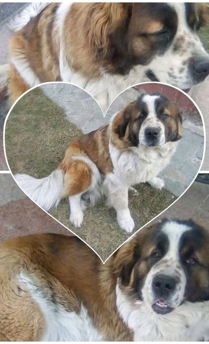 Пропала собака Московская сторожевая. Вознаграждение 50000тг.