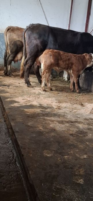 De vânzare vaca cu vitel de o luna Pascani jud iasi
