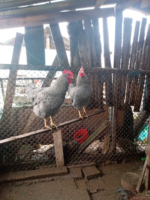 Cocoși de casă de vanzare