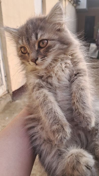 Текинга берилади. Яхши инсонга