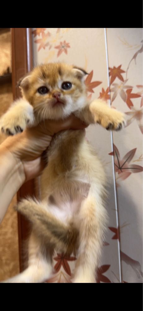 Продается котенок золотой Фолд