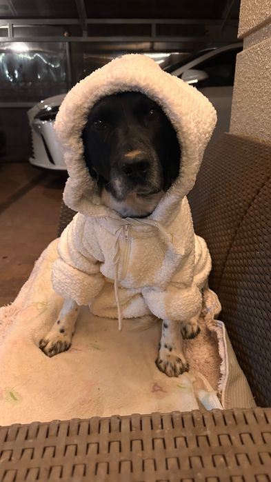 Собака в поиске дома