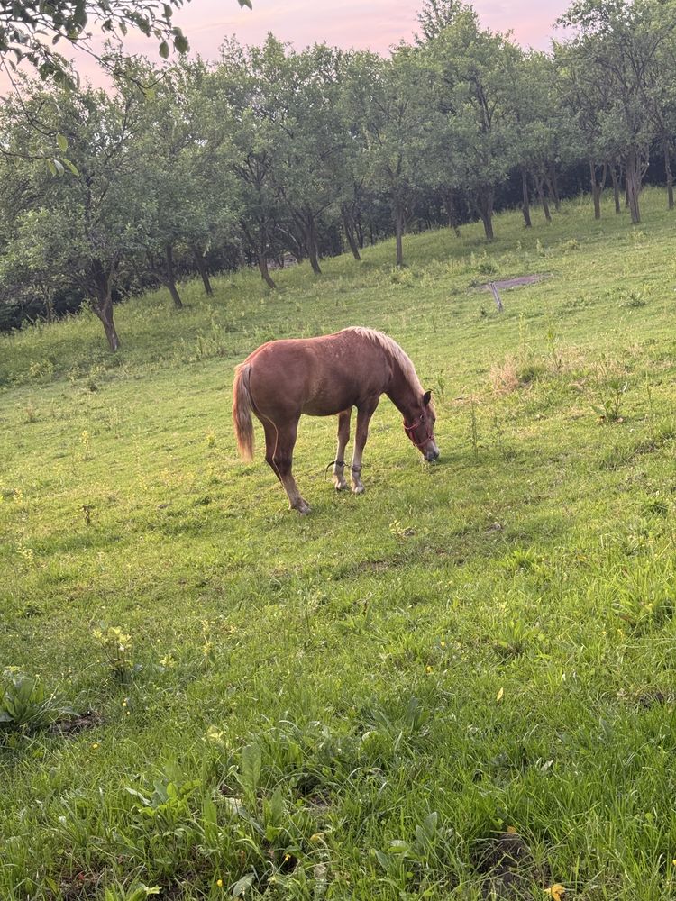 Vand mânză…………..