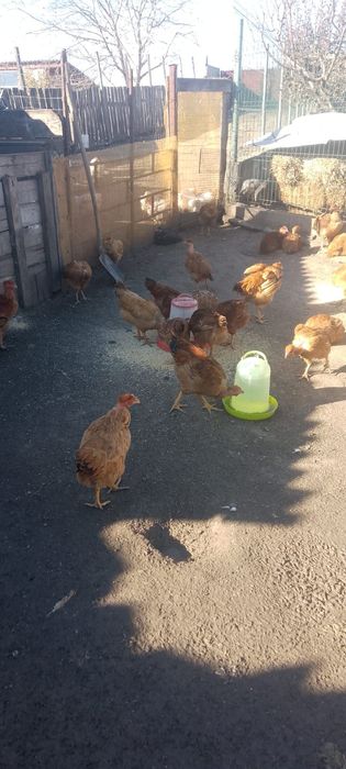 Găini de vânzare tinere