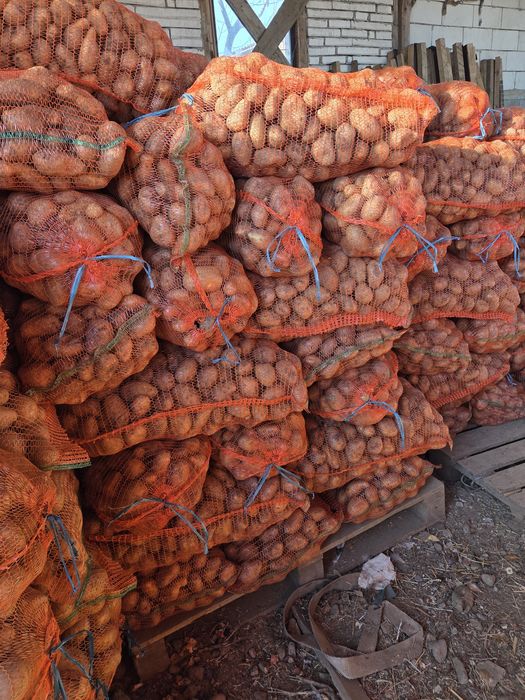 Vând cartofi consum