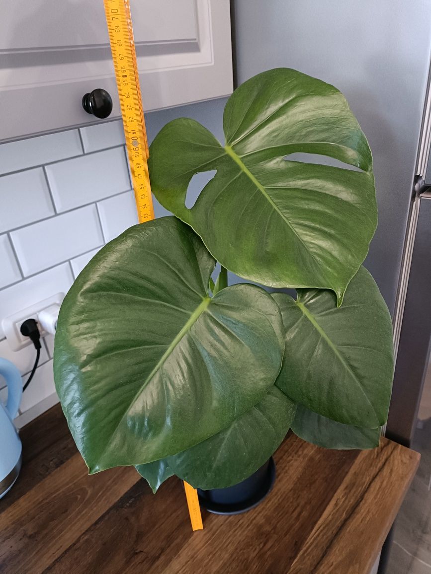 Planta verde Alocasia Monstera 65 cm