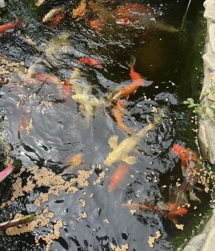 Коя кои Рыба для прудов разное размеры koi koya