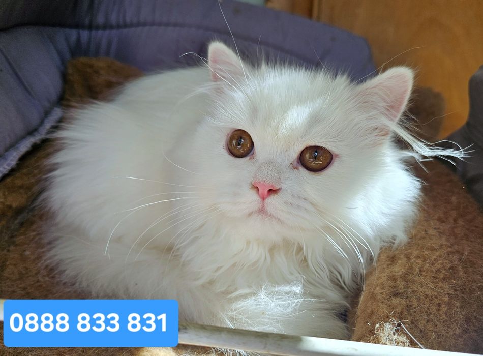 Британско бяло котенце
