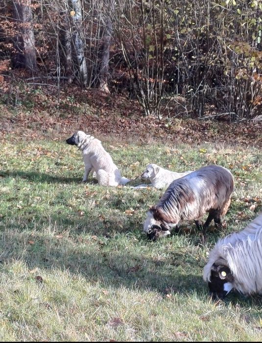 Vând 3 miele din oi bune