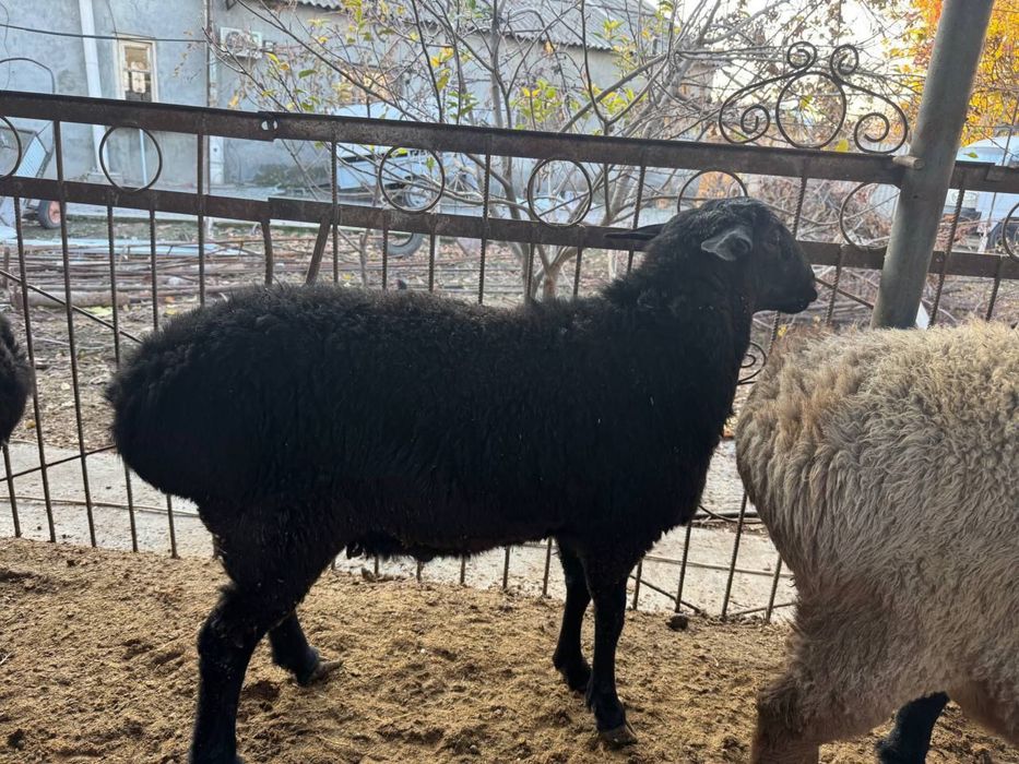 Soğlom qòchqorlar va Qassob xizmati