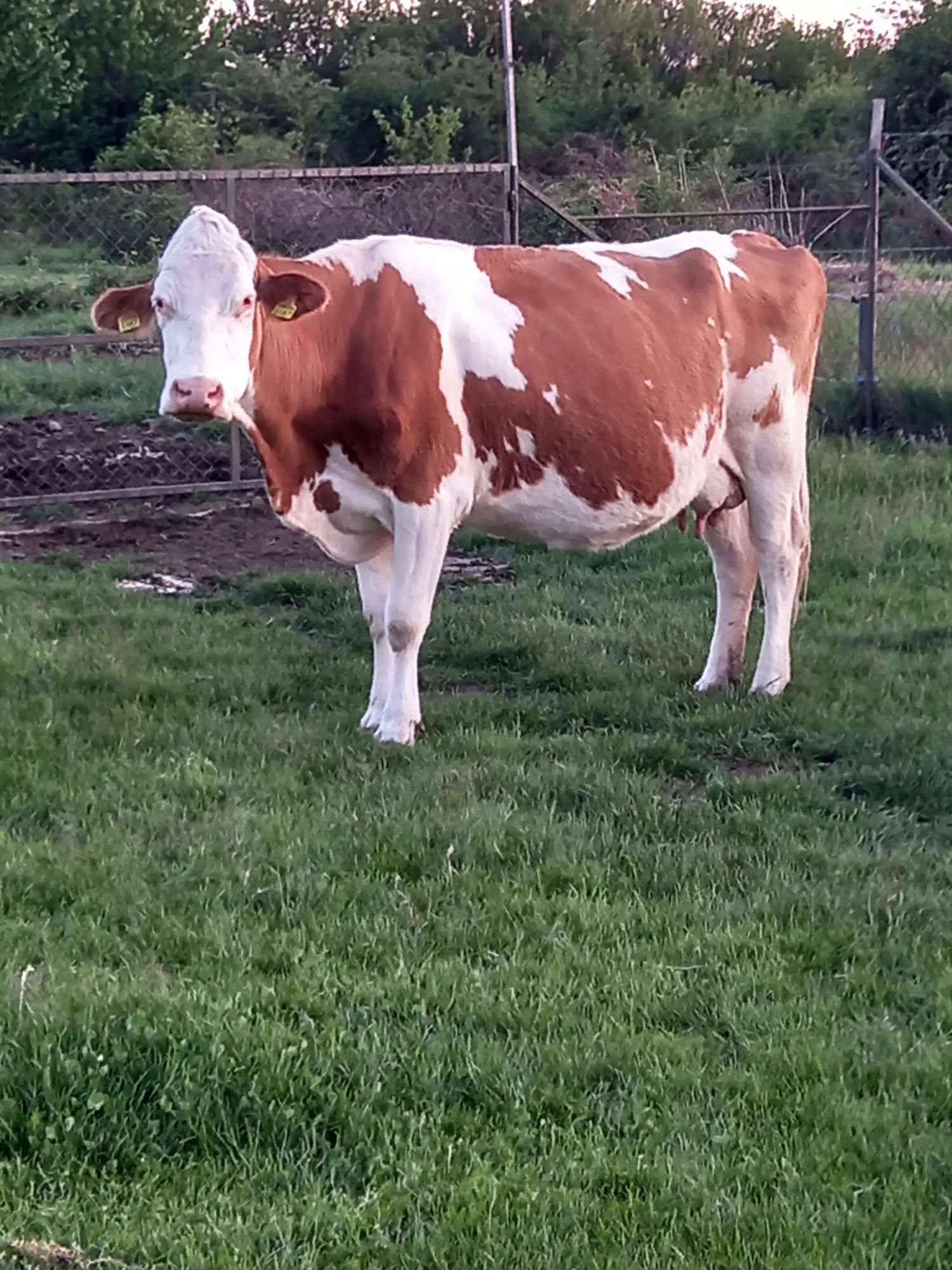 Vând Vacă Rasa Bălțată Românească bună de lapte și foarte cuminte.