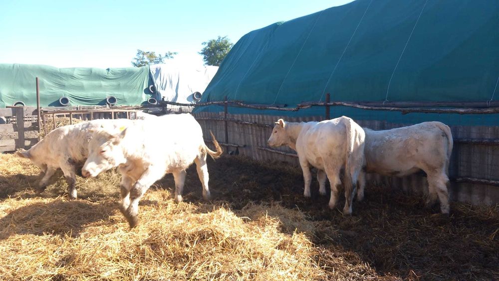 Vand vitele Charolais