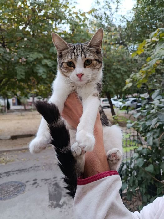 Бесплатно Даром Кошка- Котёнок