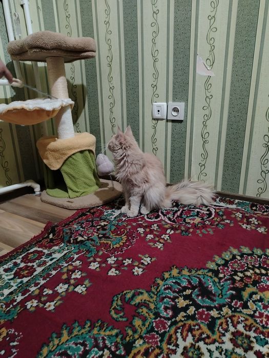 Meykun o'g'il bola