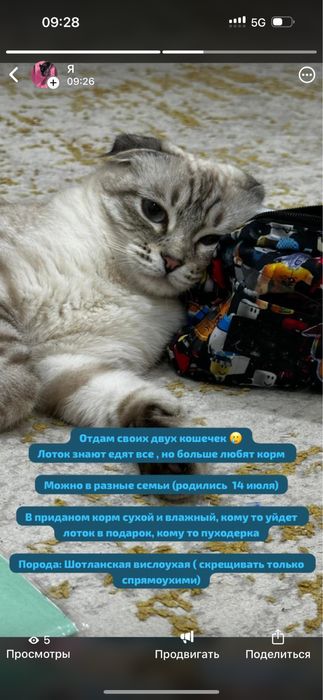 Отдам своих кошечек у мужа появилась аллергия