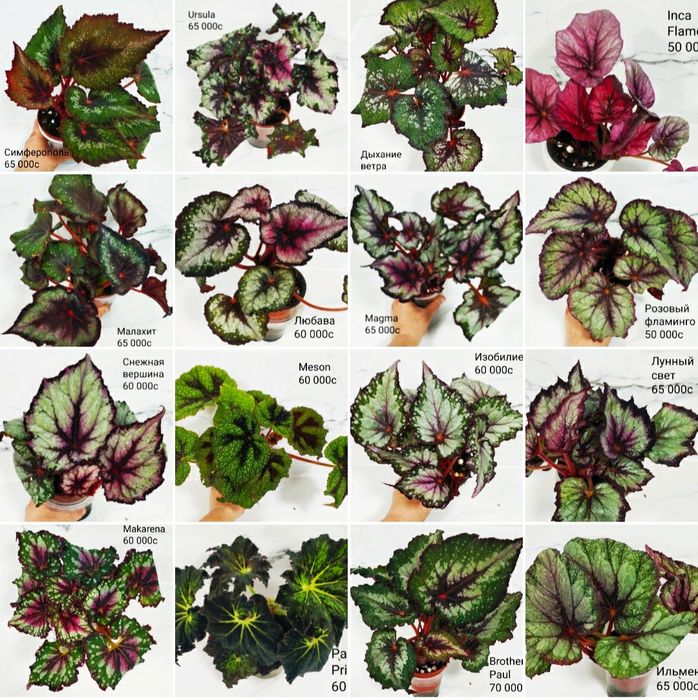 Взрослые бегонии.