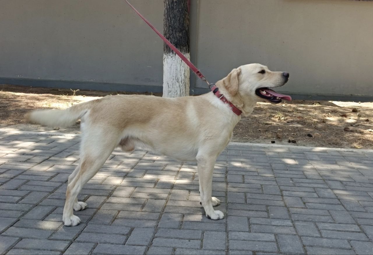 Labrador sotiladi