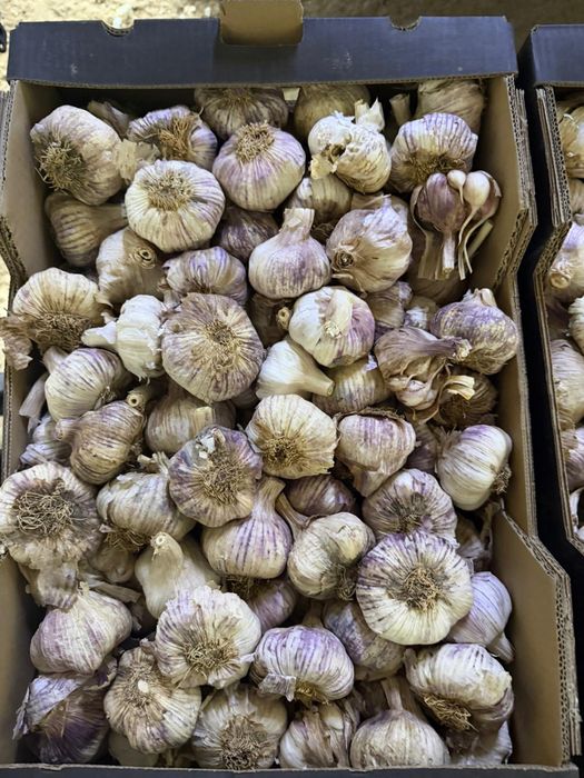 Vand usturoi samanta de spania